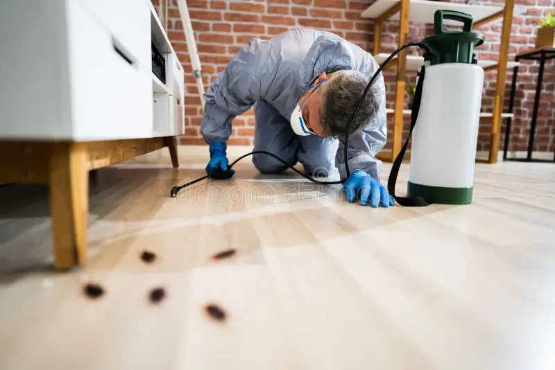 Pest Control in Bromley